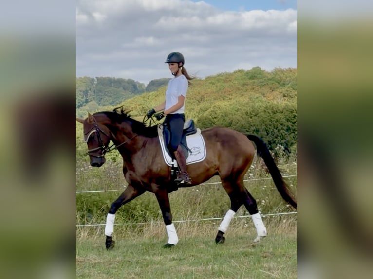 Hanoverian Gelding 4 years 17 hh Brown in Dransfeld