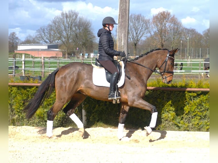 Hanoverian Gelding 4 years 17 hh Brown in Wittorf