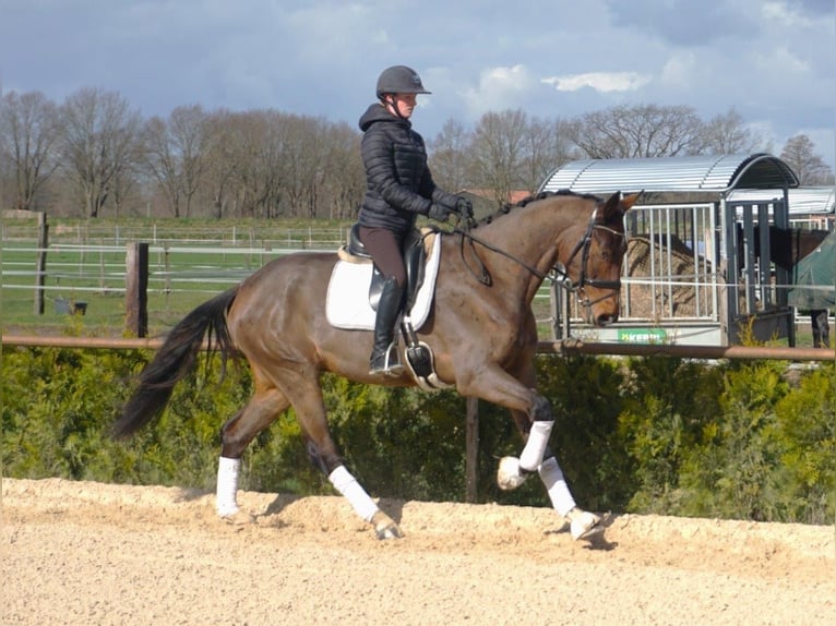 Hanoverian Gelding 4 years 17 hh Brown in Wittorf