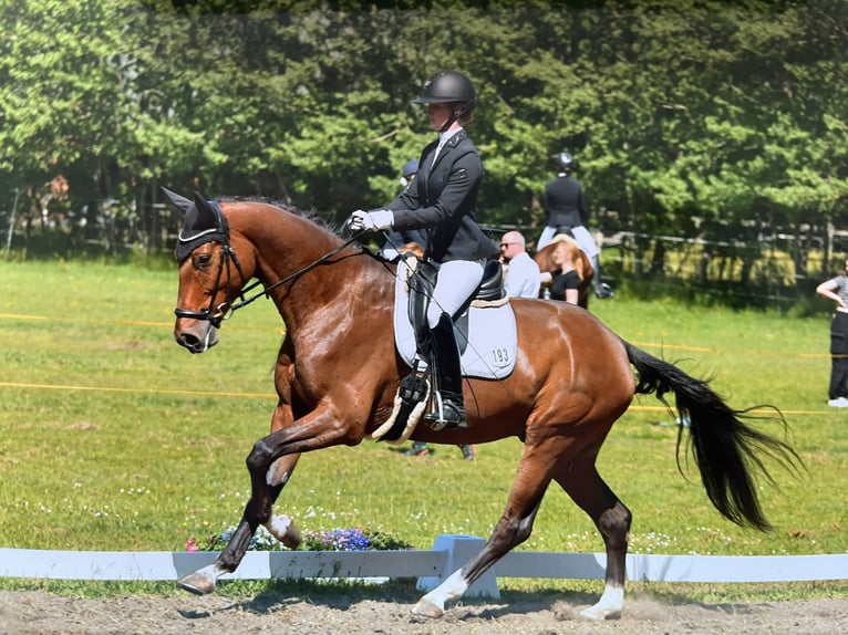 Hanoverian Gelding 4 years 17 hh Brown in Wittorf