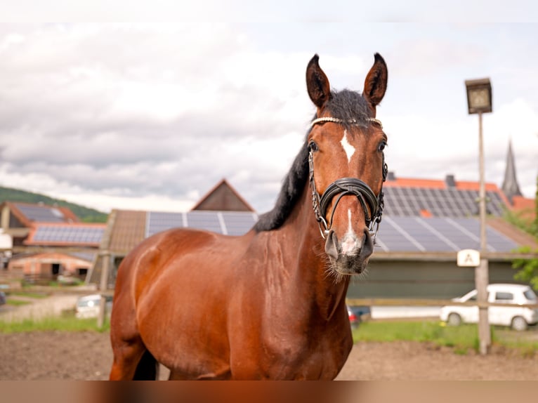 Hanoverian Gelding 4 years 17 hh Brown in Malsfeld
