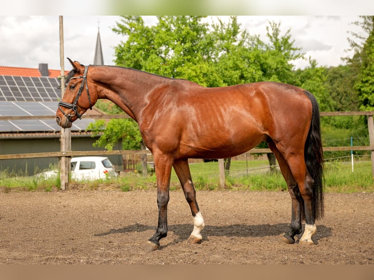 Hanoverian Gelding 4 years 17 hh Brown in Malsfeld