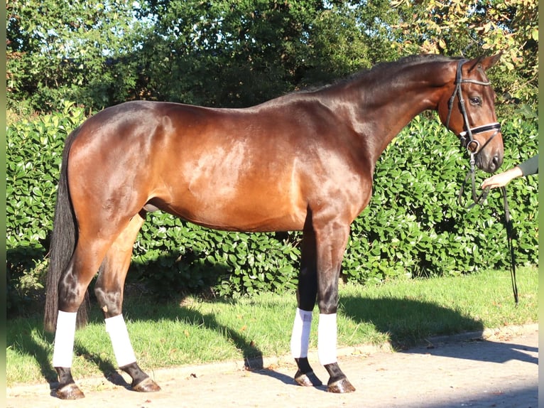 Hanoverian Gelding 4 years 17 hh Brown in Selsingen