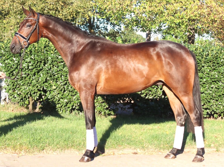 Hanoverian Gelding 4 years 17 hh Brown in Selsingen