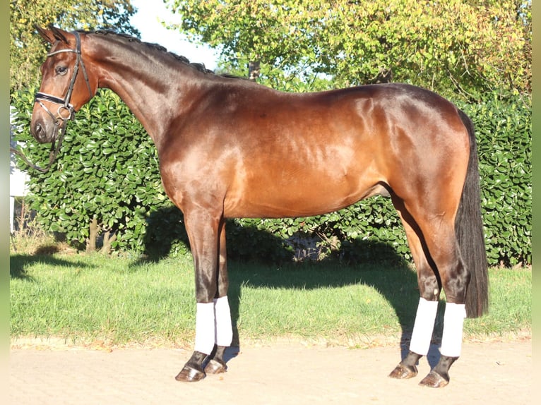 Hanoverian Gelding 4 years 17 hh Brown in Selsingen