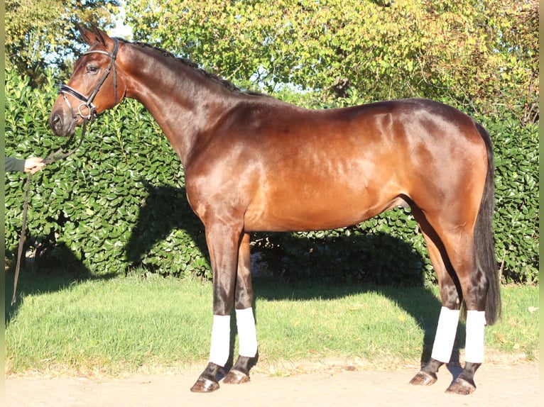Hanoverian Gelding 4 years 17 hh Brown in Selsingen