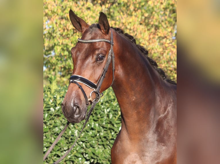 Hanoverian Gelding 4 years 17 hh Brown in Selsingen