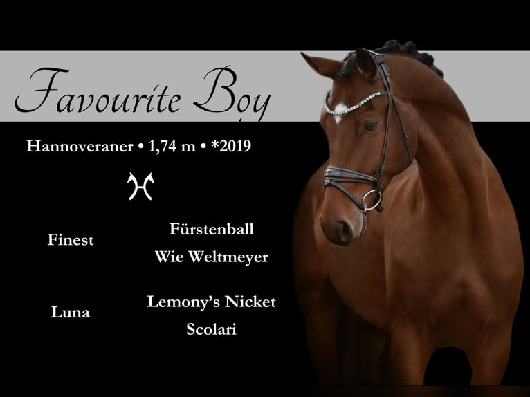 Hanoverian Gelding 4 years 17 hh Brown in Wehringen