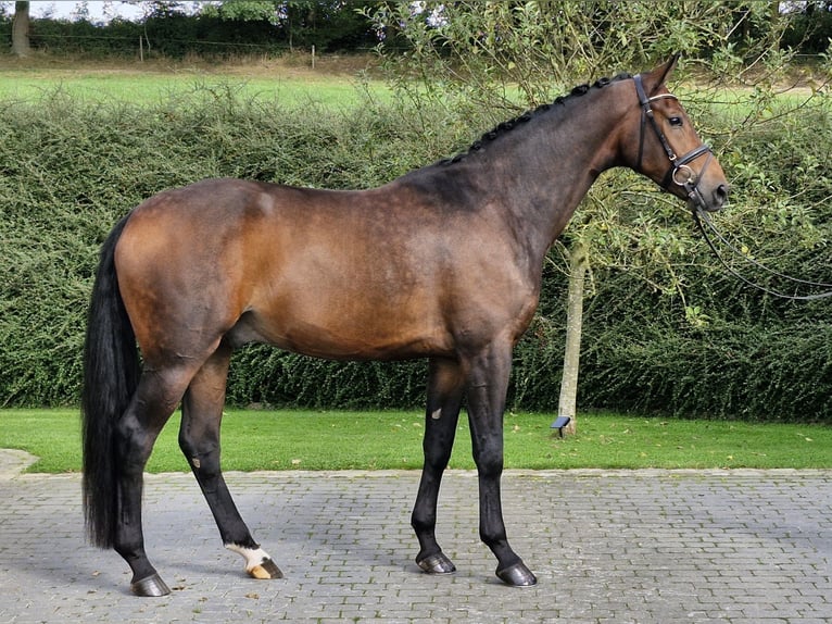 Hanoverian Gelding 4 years 17 hh Brown in Ostercappeln