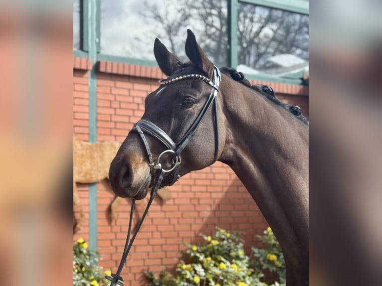 Hanoverian Gelding 4 years 17 hh Brown in Petershagen