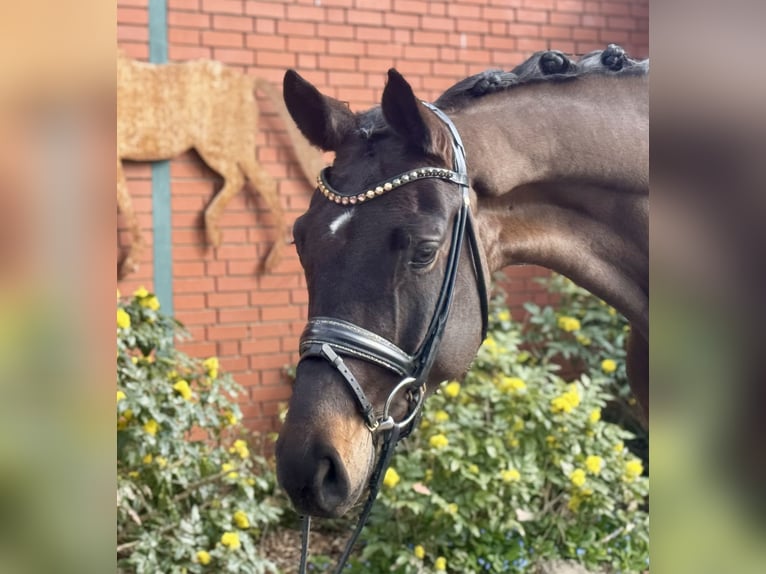 Hanoverian Gelding 4 years 17 hh Brown in Petershagen