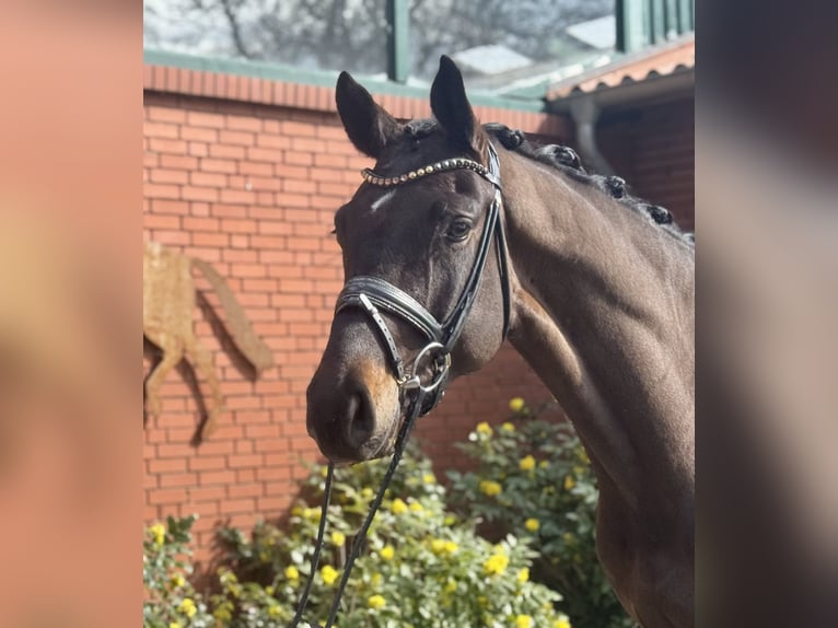 Hanoverian Gelding 4 years 17 hh Brown in Petershagen