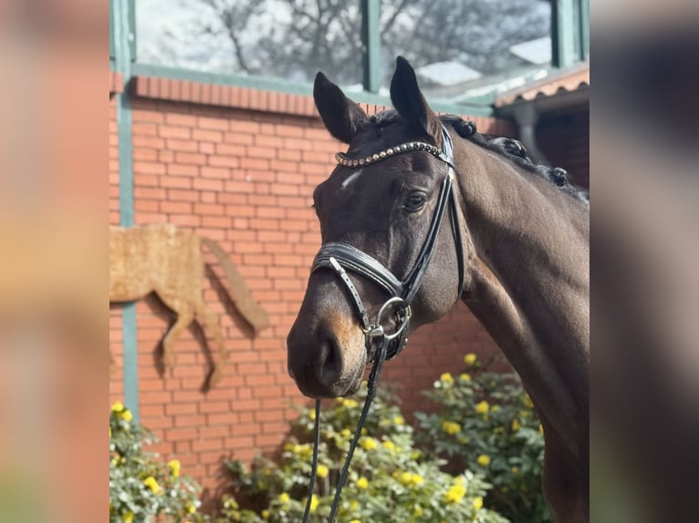 Hanoverian Gelding 4 years 17 hh Brown in Petershagen