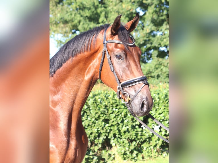 Hanoverian Gelding 4 years 17 hh Brown in Selsingen