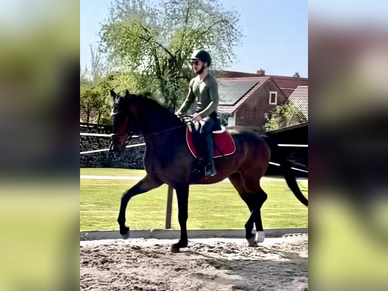 Hanoverian Gelding 4 years 17 hh Brown in Dransfeld