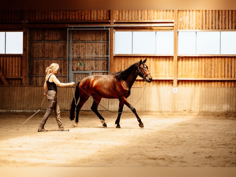 Hanoverian Gelding 4 years 17 hh Brown in Steinau an der Stra&#xDF;e