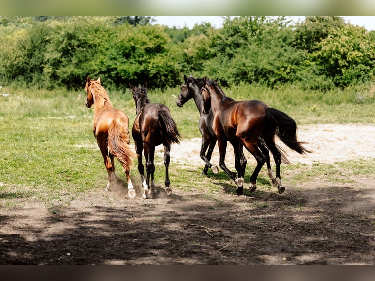Hanoverian Gelding 4 years 17 hh Brown in Steinau an der Stra&#xDF;e