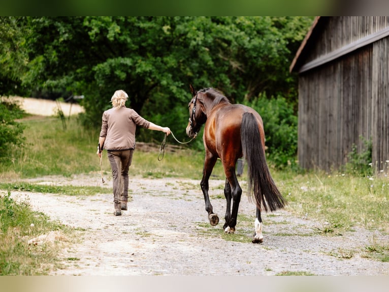 Hanoverian Gelding 4 years 17 hh Brown in Steinau an der Stra&#xDF;e