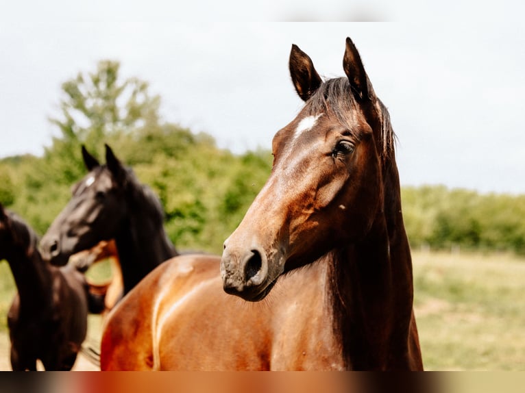 Hanoverian Gelding 4 years 17 hh Brown in Steinau an der Stra&#xDF;e