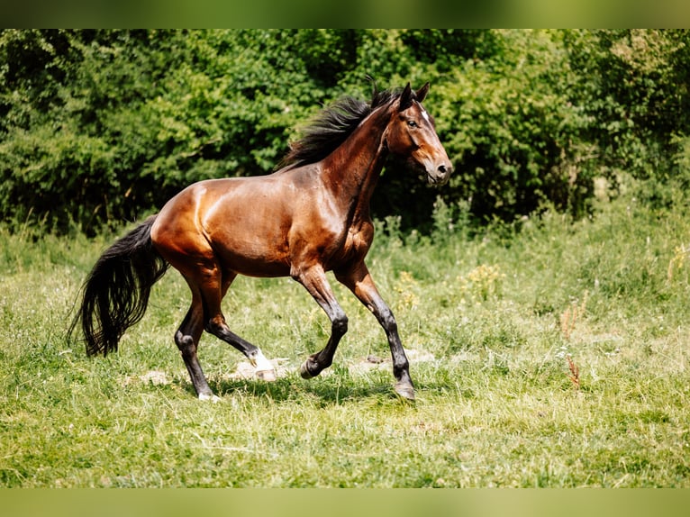 Hanoverian Gelding 4 years 17 hh Brown in Steinau an der Stra&#xDF;e