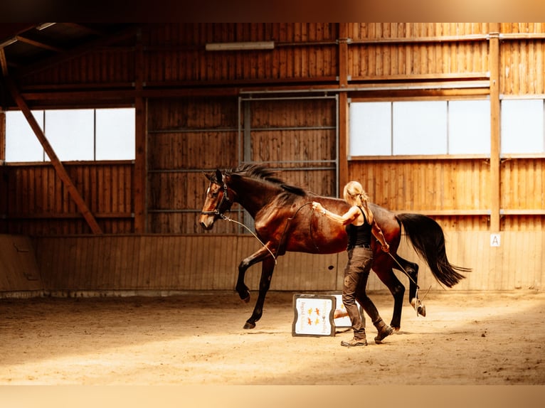 Hanoverian Gelding 4 years 17 hh Brown in Steinau an der Stra&#xDF;e