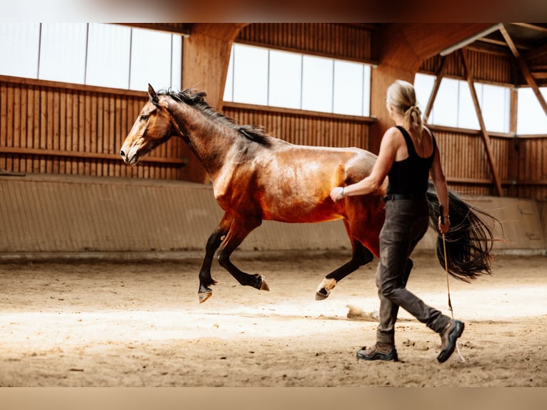 Hanoverian Gelding 4 years 17 hh Brown in Steinau an der Stra&#xDF;e
