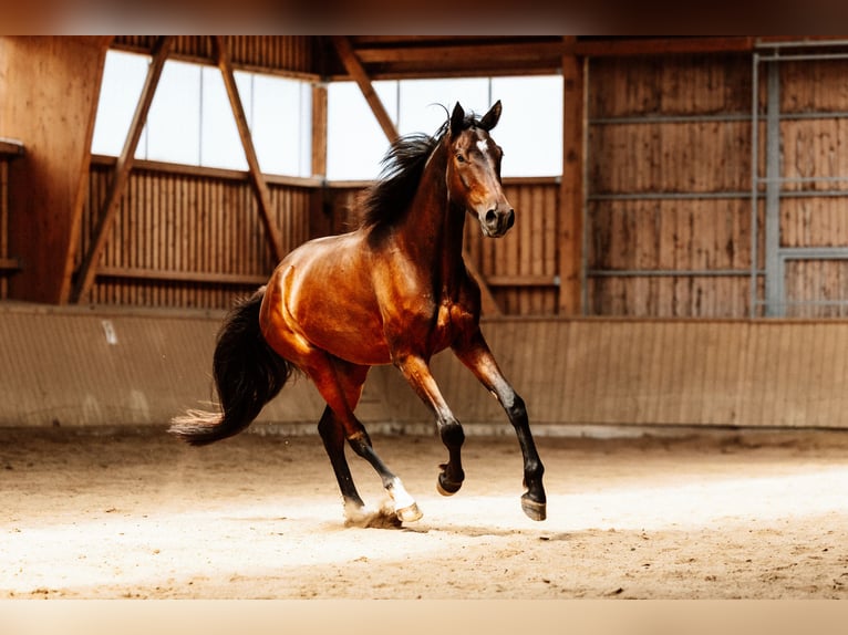 Hanoverian Gelding 4 years 17 hh Brown in Steinau an der Stra&#xDF;e