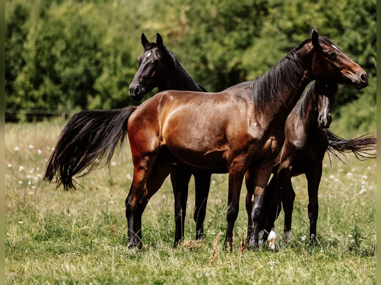 Hanoverian Gelding 4 years 17 hh Brown in Steinau an der Stra&#xDF;e