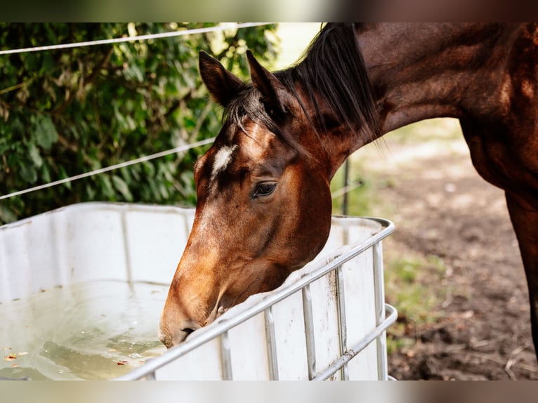 Hanoverian Gelding 4 years 17 hh Brown in Steinau an der Stra&#xDF;e