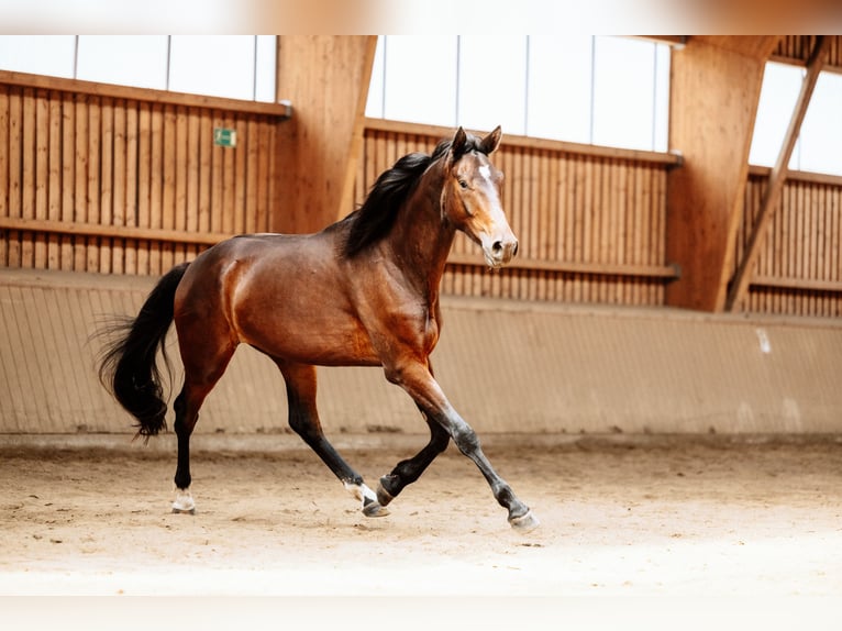 Hanoverian Gelding 4 years 17 hh Brown in Steinau an der Stra&#xDF;e