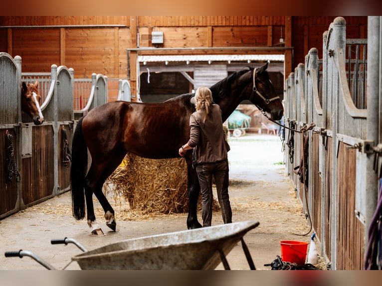 Hanoverian Gelding 4 years 17 hh Brown in Steinau an der Stra&#xDF;e