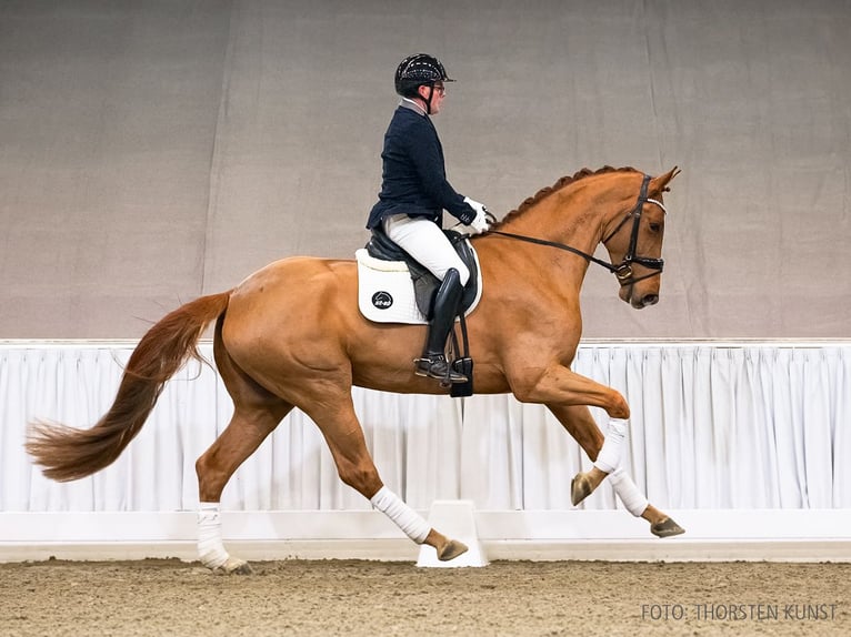 Hanoverian Gelding 4 years 17 hh Brown in Verden