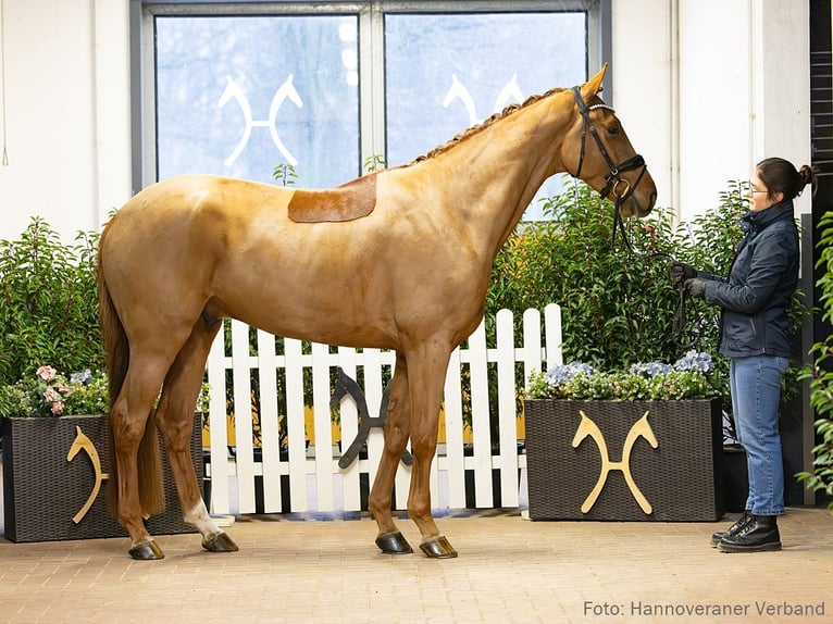 Hanoverian Gelding 4 years 17 hh Brown in Verden