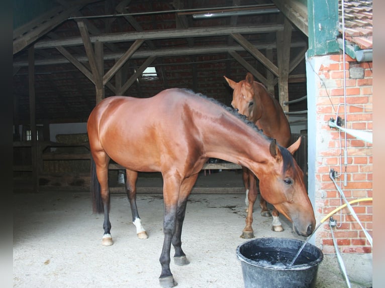Hanoverian Gelding 4 years 17 hh Brown in Versmold