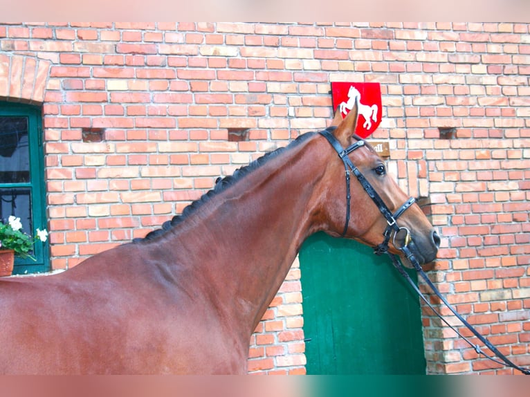 Hanoverian Gelding 4 years 17 hh Brown in Versmold
