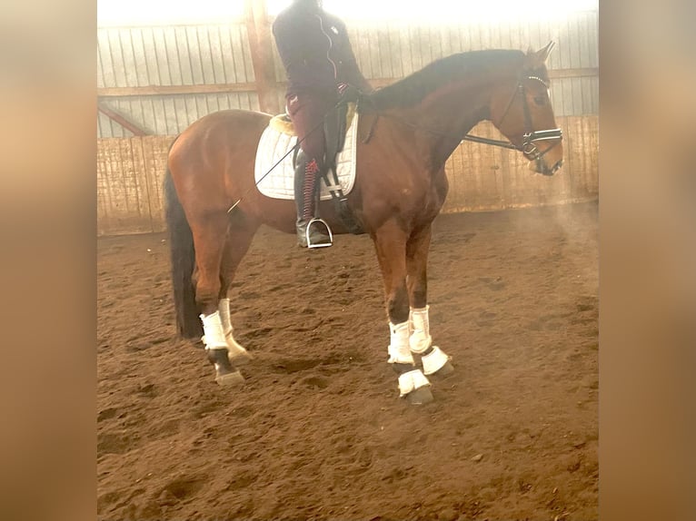 Hanoverian Gelding 4 years 17 hh Brown in Kirchlinteln