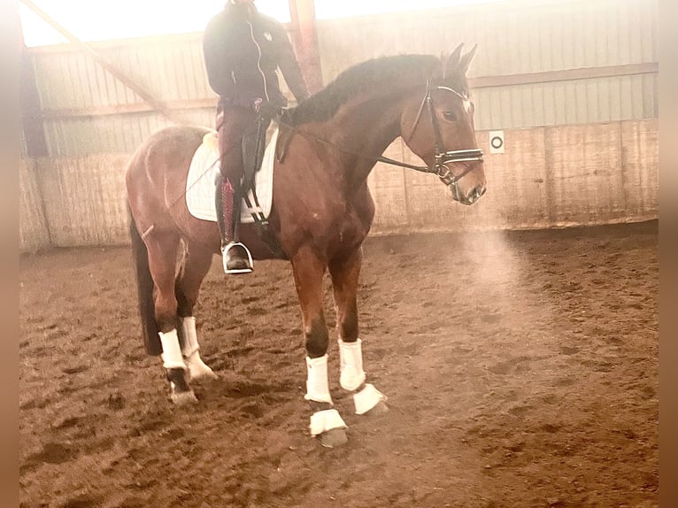 Hanoverian Gelding 4 years 17 hh Brown in Kirchlinteln