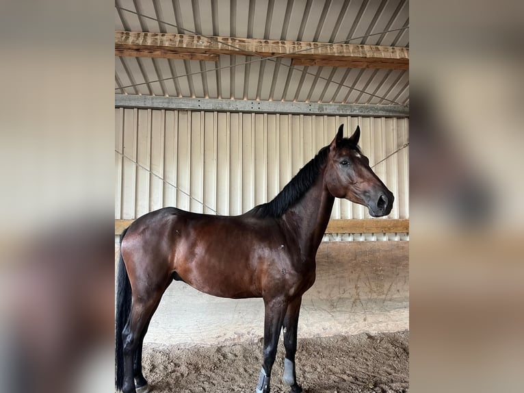 Hanoverian Gelding 4 years 17 hh Brown in Edingen-Neckarhausen