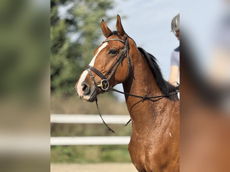 Hanoverian Gelding 4 years 17 hh Brown in Marienhausen Hanoverian Gelding 4 years 17 hh Brown in Marienhausen