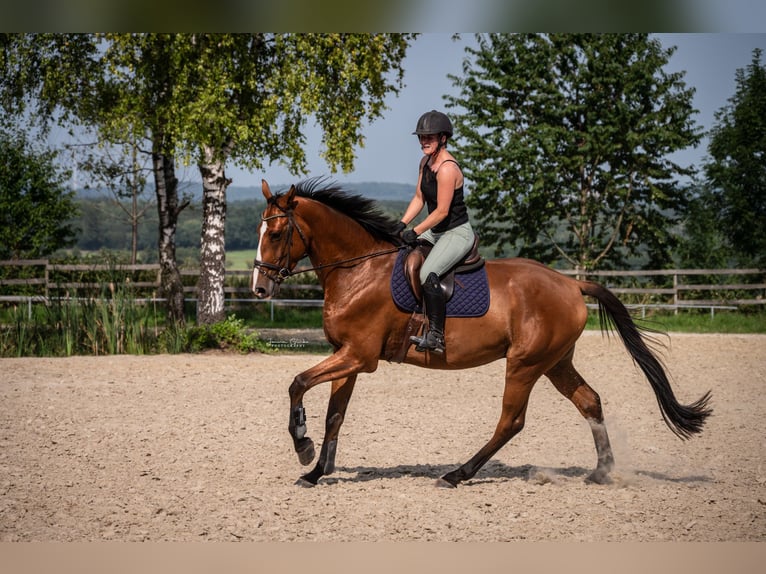 Hanoverian Gelding 4 years 17 hh Brown in Marienhausen Hanoverian Gelding 4 years 17 hh Brown in Marienhausen