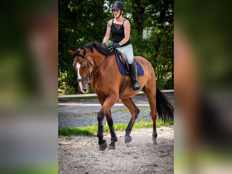 Hanoverian Gelding 4 years 17 hh Brown in Marienhausen Hanoverian Gelding 4 years 17 hh Brown in Marienhausen