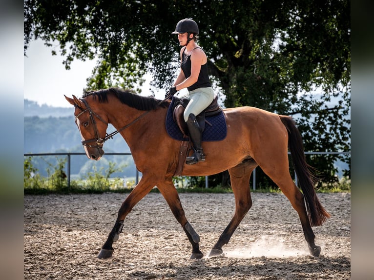 Hanoverian Gelding 4 years 17 hh Brown in Marienhausen Hanoverian Gelding 4 years 17 hh Brown in Marienhausen