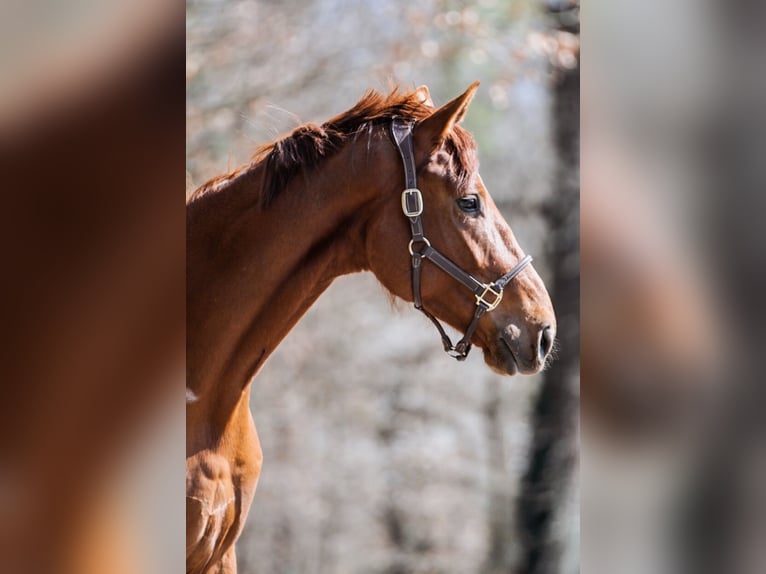 Hanoverian Gelding 4 years 17 hh Chestnut in Babenhausen
