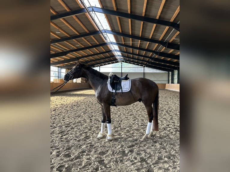 Hanoverian Gelding 4 years 17 hh Chestnut in Hohenhameln