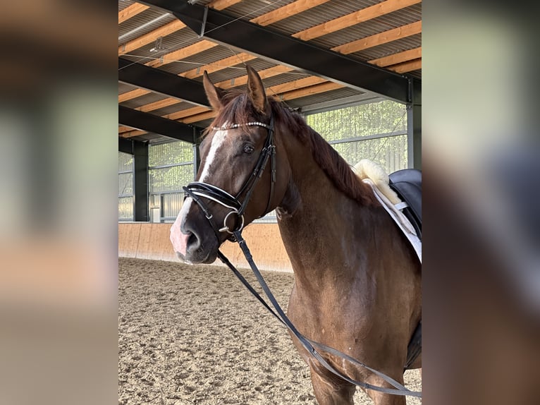 Hanoverian Gelding 4 years 17 hh Chestnut in Hohenhameln