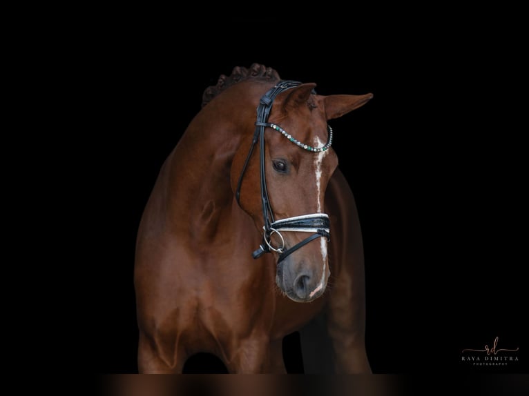 Hanoverian Gelding 4 years 17 hh Chestnut in Wehringen