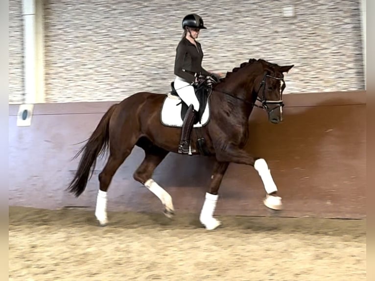 Hanoverian Gelding 4 years 17 hh Chestnut in Wehringen