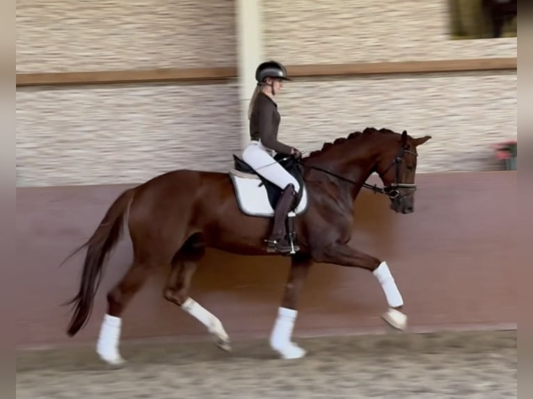 Hanoverian Gelding 4 years 17 hh Chestnut in Wehringen