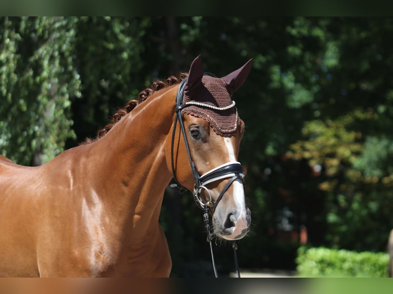 Hanoverian Gelding 4 years 17 hh Chestnut in Ree&#xDF;um