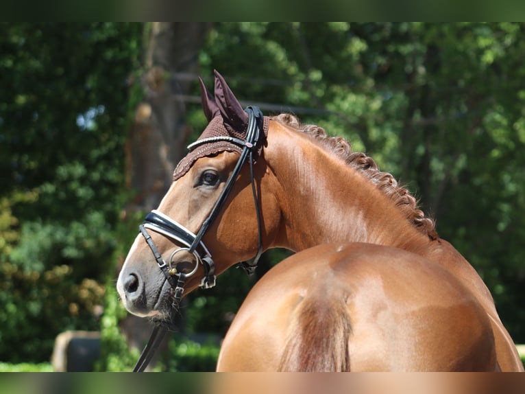 Hanoverian Gelding 4 years 17 hh Chestnut in Ree&#xDF;um